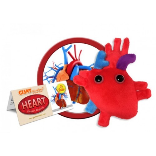 Cuore anatomico peluche microbi giganti