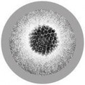 Microbi Giganti Papillomavirus HPV