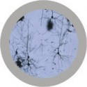 Microbi Giganti NEURONE cellula celebrale