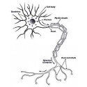 Microbi Giganti NEURONE cellula celebrale