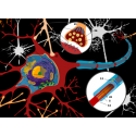 Microbi Giganti NEURONE cellula celebrale