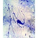 Microbi Giganti NEURONE cellula celebrale