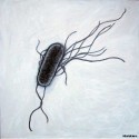 Microbi Giganti E.COLI Escherichia Coli