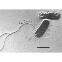 Microbi Giganti E.COLI Escherichia Coli