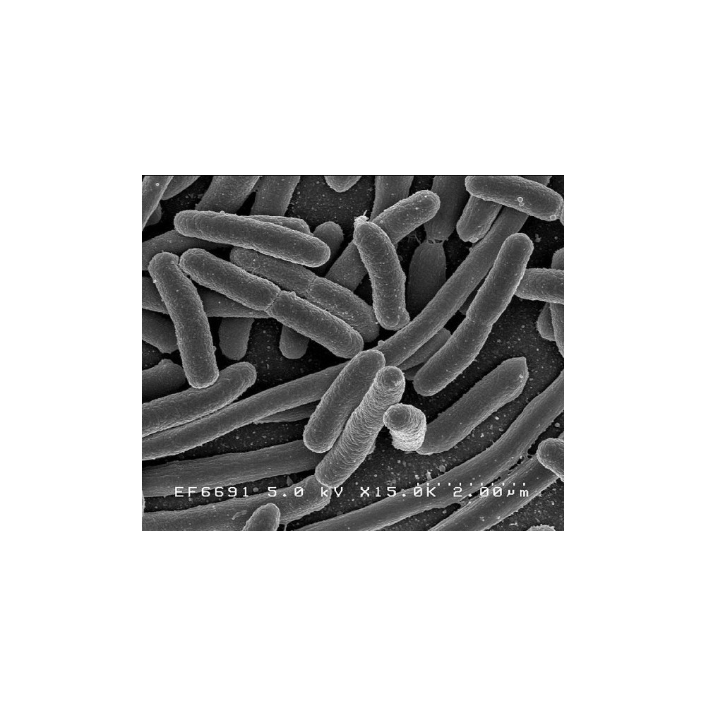 escherichia coli peluche