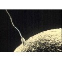 Microbi Giganti SPERMATOZOO Cellula spermatica