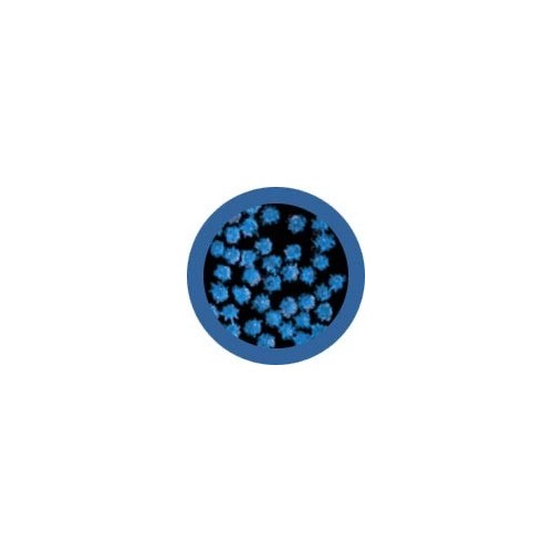 Microbi Giganti RAFFREDDORE Rhinovirus