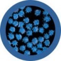 Microbi Giganti RAFFREDDORE Rhinovirus