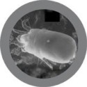Microbi Giganti ACARO della polvere