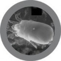 Microbi Giganti ACARO della polvere
