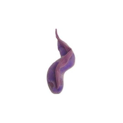 Microbi Giganti MALATTIA DEL SONNO Trypanosoma brucei