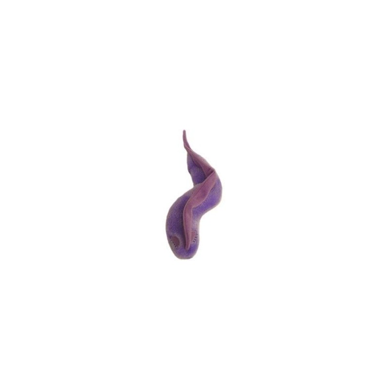 Microbi Giganti MALATTIA DEL SONNO Trypanosoma brucei