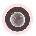 Microbi Giganti OVULO cellula uovo