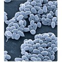 Microbi Giganti ANTRACE