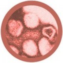 Microbi Giganti ROSOLIA