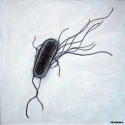 Microbi Super Giganti E. COLI 42 cm x 20 cm