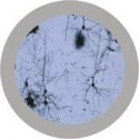 Microbi Super Giganti Neurone 60CM