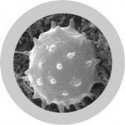 Microbi Super Giganti Globulo Bianco 39 x 24 x 35 cm circa