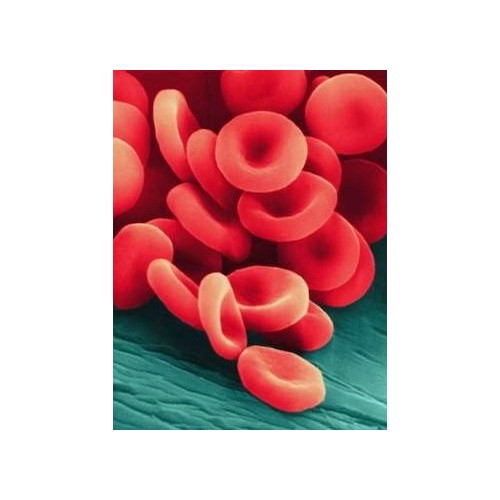 Microbi Giganti Globulo Rosso