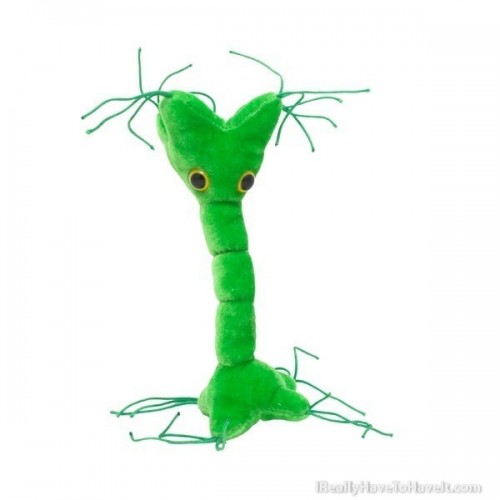 Microbi Giganti Cellula Nervosa