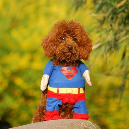 Superman Vestiti Di Carnevale Per I Cani Vestito Carnevale Per