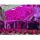 Lampada a led per la crescita vegetale coltivazione indoor