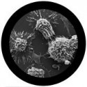Microbi Giganti Cancro