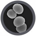 Microbi Giganti Meningite