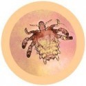 Microbi Giganti Piattola Pidocchio del Pube