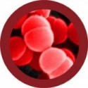 Melma Viscida Microbi Necrosi