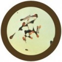 Microbi Giganti Tetano